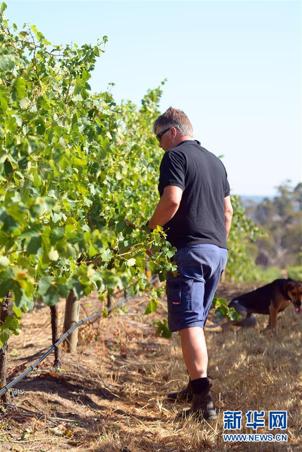 （第三屆進博會&middot;圖文互動）（8）專訪：進博會是了解中國市場的好機會&mdash;&mdash;訪澳大利亞諾瓦維塔葡萄酒集團創始人卡臣