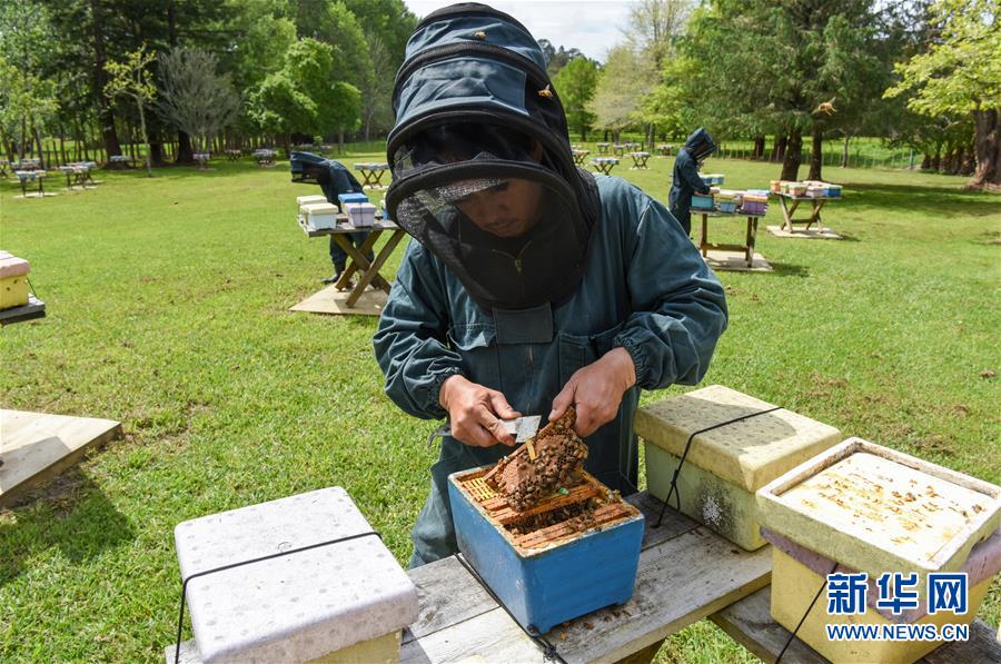 （第三屆進博會&middot;圖文互動）（7）通訊：新西蘭的進博會味道，甜