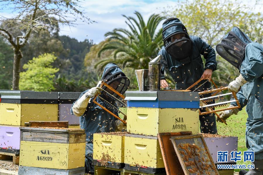 （第三屆進博會&middot;圖文互動）（8）通訊：新西蘭的進博會味道，甜