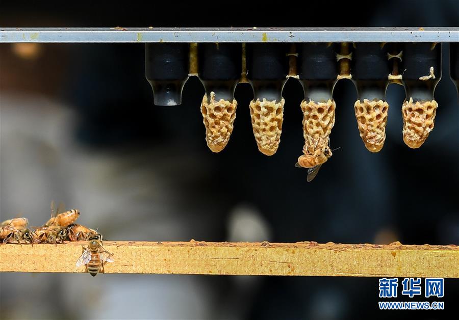 （第三屆進博會&middot;圖文互動）（9）通訊：新西蘭的進博會味道，甜