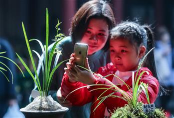 鄉村文化禮堂舉辦春季&ldquo;蘭花大會&rdquo;