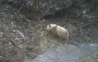 陜西再次發(fā)現野生棕色大熊貓
