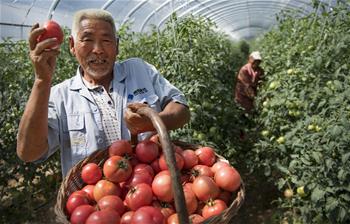 秦嶺深處的高山&ldquo;金蛋蛋&rdquo;